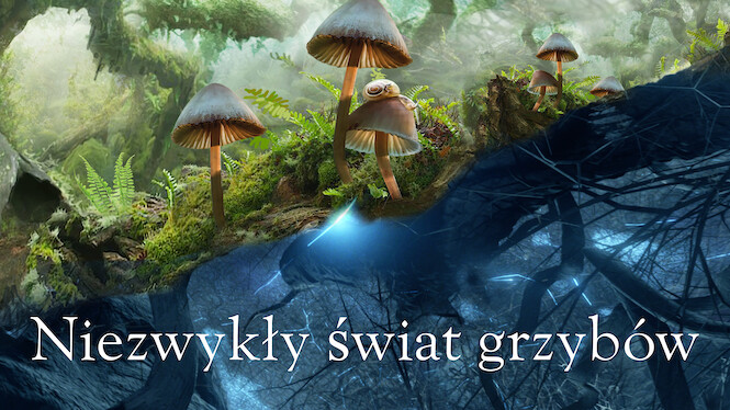Niezwykły świat grzybów
